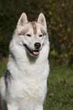 SIBERIAN HUSKY 890